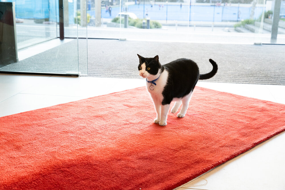 Ollie attending Oscars Night