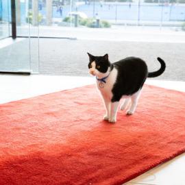 Ollie attending Oscars Night