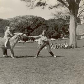 Stubborn donkey on the field